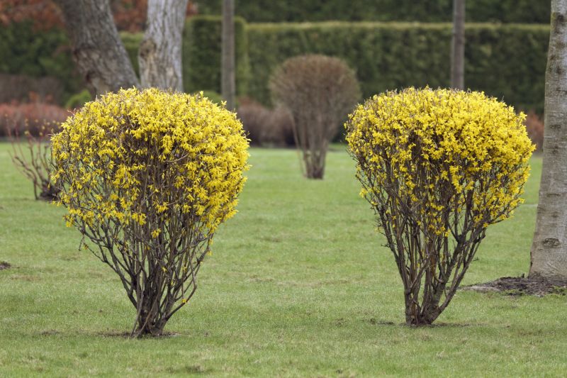 Increase Your Forsythia Hedge Trimming Business with an AI Driven, Targeted Website