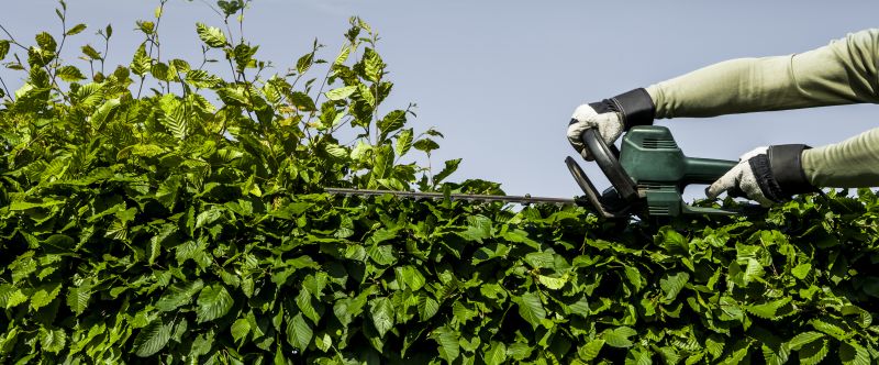 Evergreen Hedge Trimming in Honolulu, HI