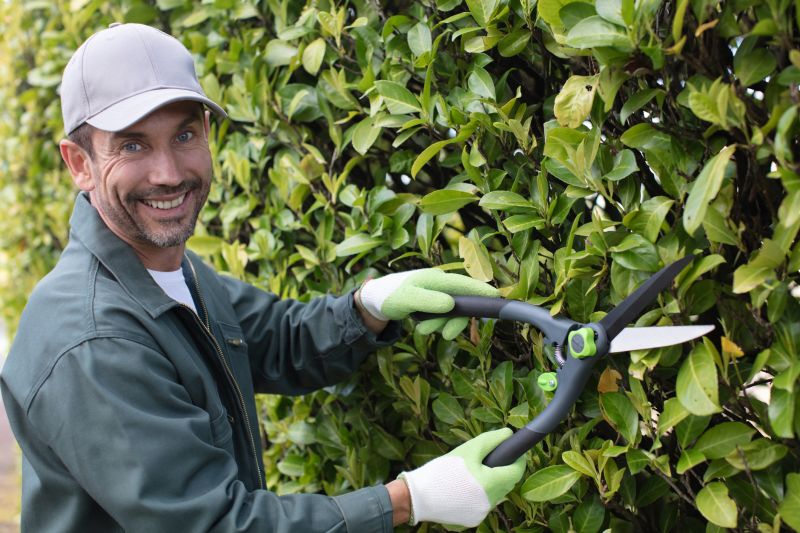 Forsythia Hedge Trimming