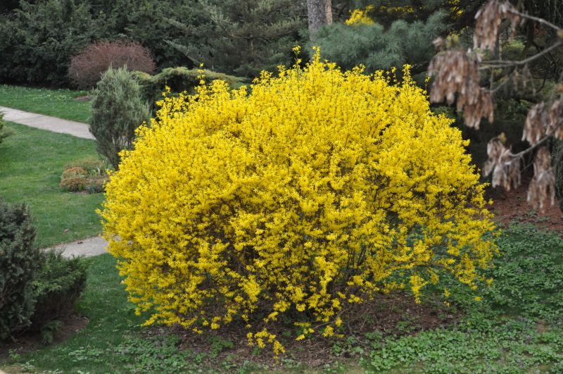 Forsythia Hedge Trimming