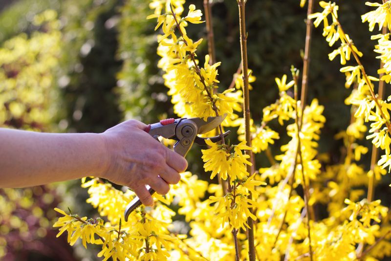 Forsythia Hedge Trimming