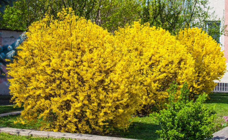 Forsythia Hedge Trimming