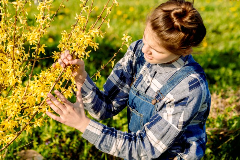 Forsythia Hedge Trimming