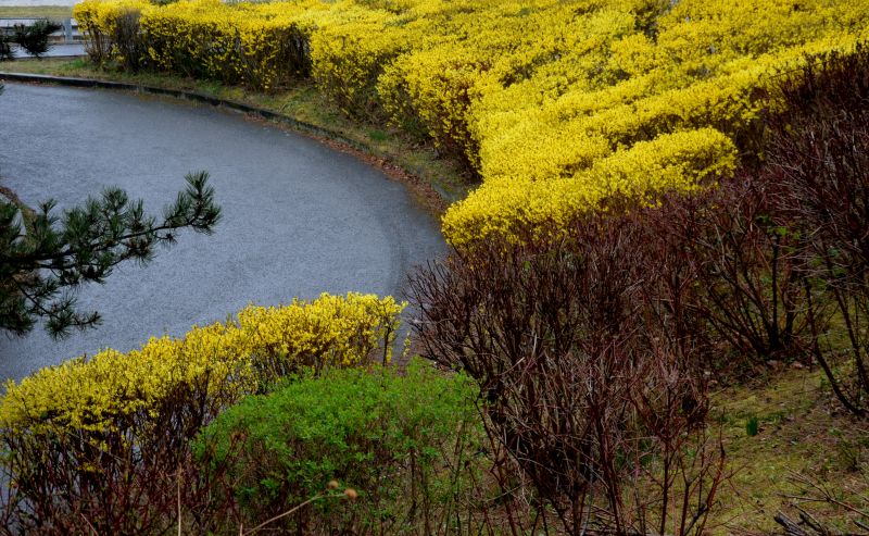 Forsythia Hedge Trimming