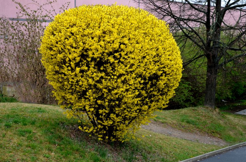 Trimmed Forsythia Hedge