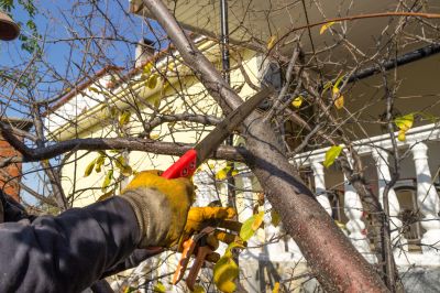 River Birch Trimming in Allentown, PA