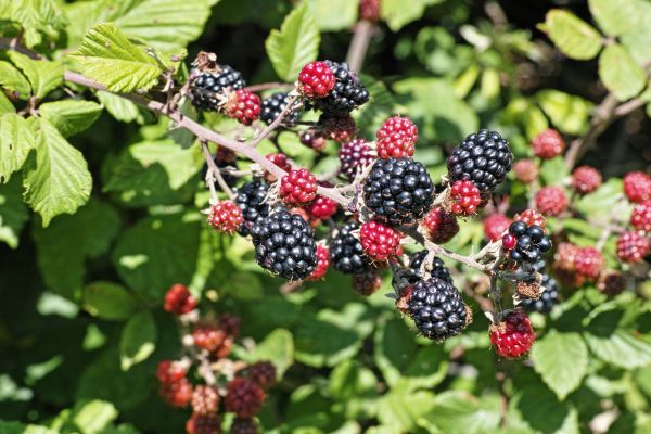 Blackberry Trimming Service