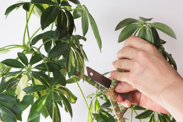 Umbrella Plant Pruning