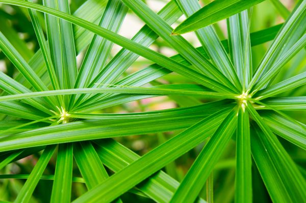 Umbrella Plant Shaping