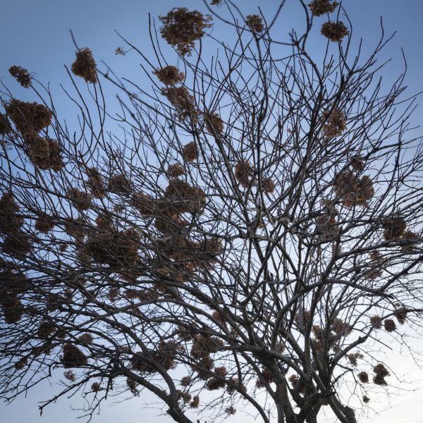Viburnum Removal